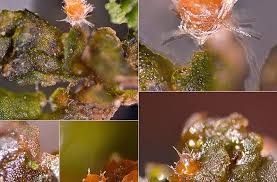 Attēlu rezultāti vaicājumam “Octosporella jungermanniarum”