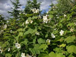 Attēlu rezultāti vaicājumam “Rubus parviflorus”