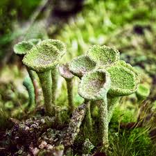 Attēlu rezultāti vaicājumam “Cladonia fimbriata”