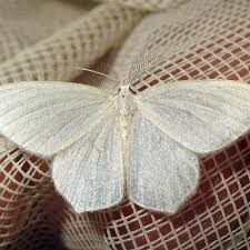 Attēlu rezultāti vaicājumam “Jodis putata”