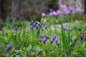 Attēlu rezultāti vaicājumam “Muscari neglectum flower”