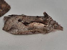 Attēlu rezultāti vaicājumam “Notodontidae”