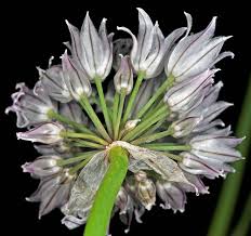 Attēlu rezultāti vaicājumam “Allium schoenoprasum flower”
