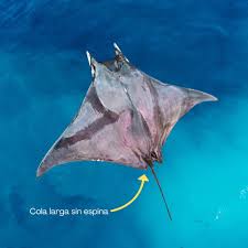 Image result for Mobula munkiana