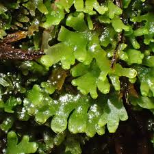 Attēlu rezultāti vaicājumam “Riccardia chamaedryfolia”