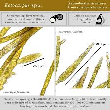 Attēlu rezultāti vaicājumam “Athelia pyriformis”