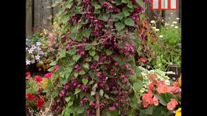 Image result for Rhodochiton atrosanguineum