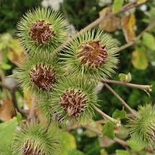 Attēlu rezultāti vaicājumam “Arctium nemorosum”