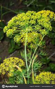 Attēlu rezultāti vaicājumam “Anethum graveolens flower”