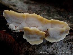 Attēlu rezultāti vaicājumam “Antrodiella serpula”