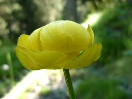 Attēlu rezultāti vaicājumam “Trollius europaeus bud”