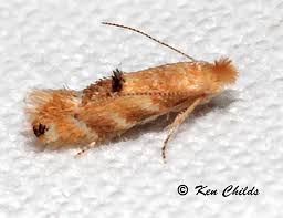 Attēlu rezultāti vaicājumam “Bucculatricidae”