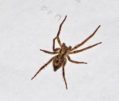 Attēlu rezultāti vaicājumam “Anyphaena accentuata male”