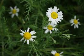 Attēlu rezultāti vaicājumam “Matricaria chamomilla”