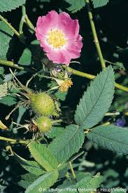 Attēlu rezultāti vaicājumam “Rosa villosa”