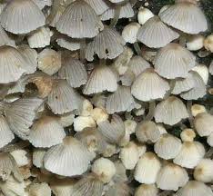 Attēlu rezultāti vaicājumam “Coprinus disseminatus”