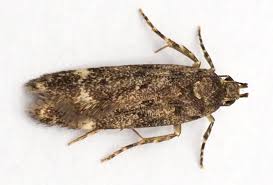 Attēlu rezultāti vaicājumam “Gelechia rhombella”