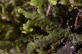 Attēlu rezultāti vaicājumam “Porella cordaeana”