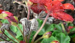 Attēlu rezultāti vaicājumam “Trichia botrytis spores”