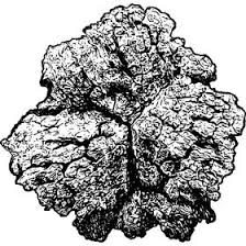 Attēlu rezultāti vaicājumam “Inonotus obliquus”