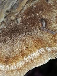 Attēlu rezultāti vaicājumam “Coriolopsis trogii”