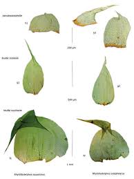 Attēlu rezultāti vaicājumam “Rhytidiadelphus subpinnatus”