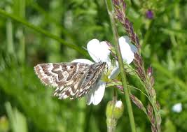 Attēlu rezultāti vaicājumam “Callistege mi”