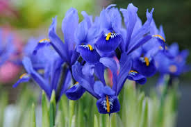 Image result for Iris