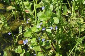 Attēlu rezultāti vaicājumam “Veronica beccabunga bud”