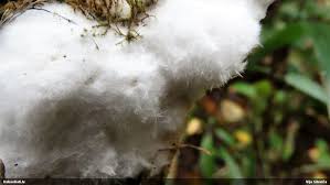 Attēlu rezultāti vaicājumam “Melanospora lagenaria”