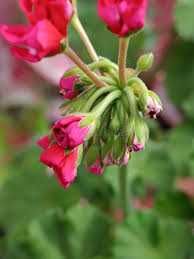 Attēlu rezultāti vaicājumam “Geranium pratense bud”