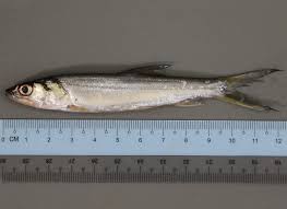 Image result for Elops saurus