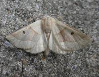 Attēlu rezultāti vaicājumam “Crocallis elinguaria”