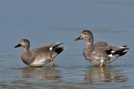 Attēlu rezultāti vaicājumam “Anas strepera”