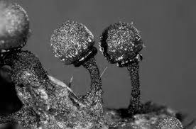 Attēlu rezultāti vaicājumam “Physarum flavicomum macro”