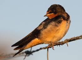Attēlu rezultāti vaicājumam “Hirundo rustica juvenile”