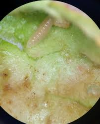 Attēlu rezultāti vaicājumam “Rabdophaga degeeri”