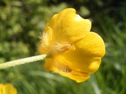 Attēlu rezultāti vaicājumam “Ranunculus acris flower”
