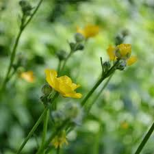 Attēlu rezultāti vaicājumam “Ranunculus lingua flower”