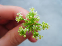 Attēlu rezultāti vaicājumam “Hydrocotyle vulgaris bud”