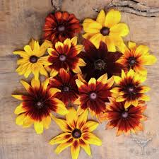 Attēlu rezultāti vaicājumam “Rudbeckia hirta var. hirta leaf”