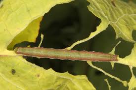 Attēlu rezultāti vaicājumam “Pseudeustrotia candidula”