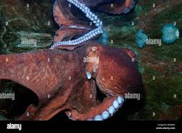 Image result for Enteroctopus dofleini