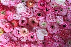 Attēlu rezultāti vaicājumam “Ranunculus elatior flower”