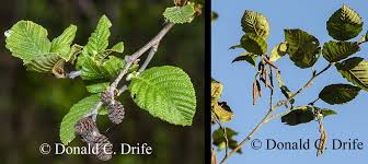 Attēlu rezultāti vaicājumam “Alnus incana leaf”