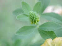 Attēlu rezultāti vaicājumam “Trifolium dubium bud”