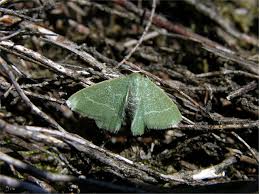 Attēlu rezultāti vaicājumam “Chlorissa viridata”