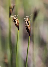 Attēlu rezultāti vaicājumam “Schoenus ferrugineus flower”