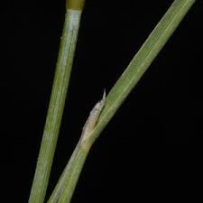 Attēlu rezultāti vaicājumam “Stemonitopsis aequalis (var. aequalis) macro”