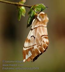 Attēlu rezultāti vaicājumam “Endromis versicolora”